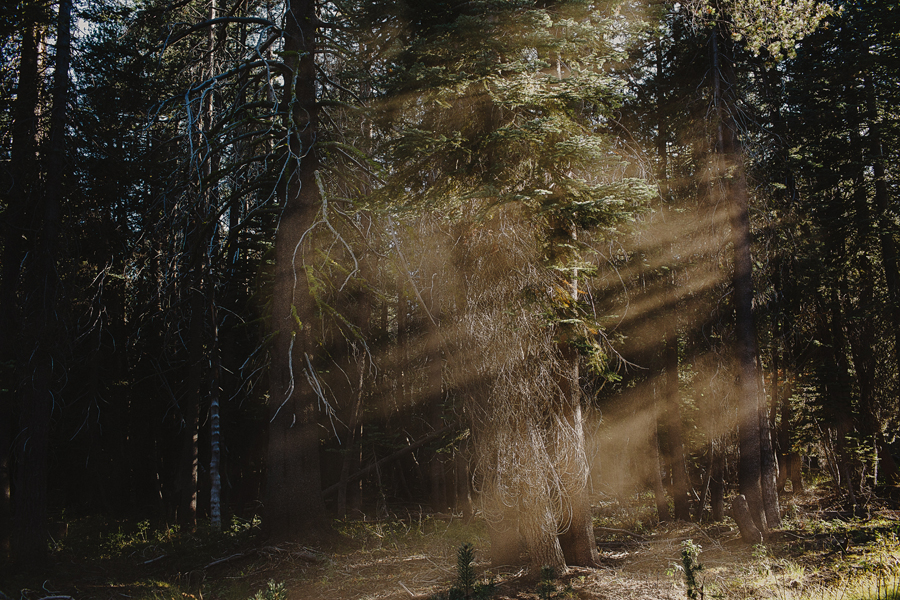weddings in the woods